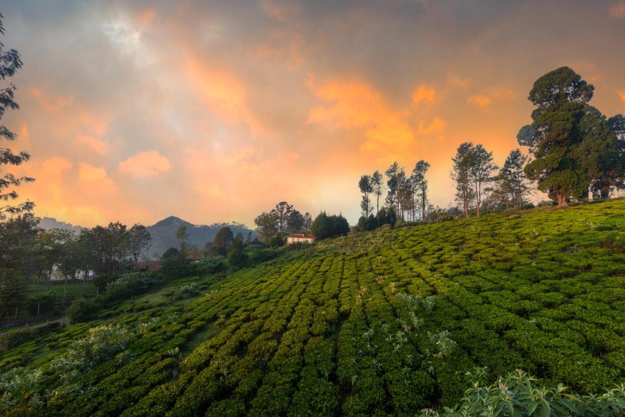 Solitude By Nature Resorts And Stays Kotagiri Kültér fotó